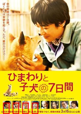 向日葵与幼犬的7天