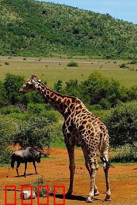 了不起的非洲公园