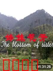 姊妹花开