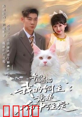 午夜缅因猫我的饲主竟是命中注定