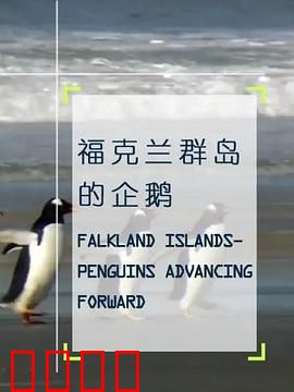 企鹅之岛：福克兰