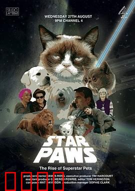 明星猫咪：明星宠物的崛起