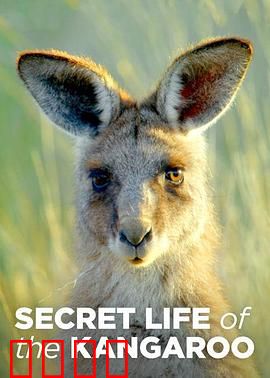 袋鼠的秘密生活第一季