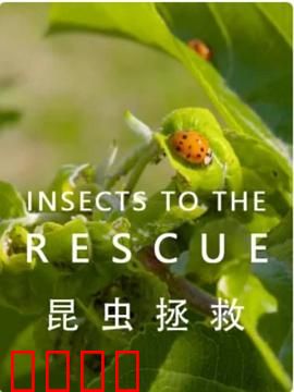 昆虫拯救