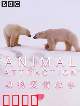 动物爱情故事