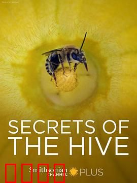 蜂巢的秘密