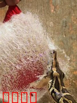 巨蟒入侵：与奈杰尔·马文一起探寻佛罗里达