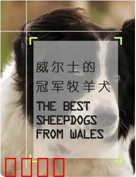 威尔士的冠军牧羊犬