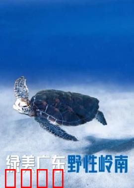 绿美广东·野性岭南