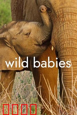 野生动物宝宝 第一季