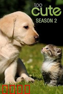 萌宠成长记 第二季