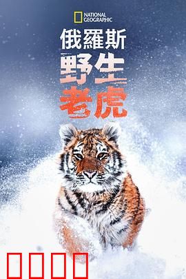 俄罗斯野生老虎