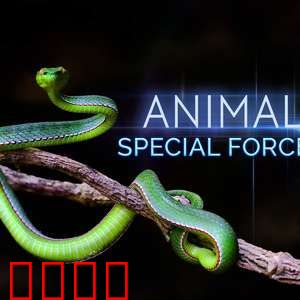 动物特种部队