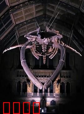 地平线系列.:恐龙迪皮与蓝鲸