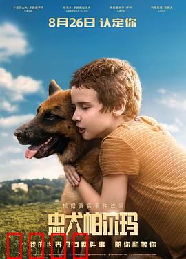 忠犬帕尔玛【影视解说】