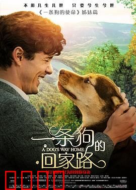 一条狗的回家路【影视解说】