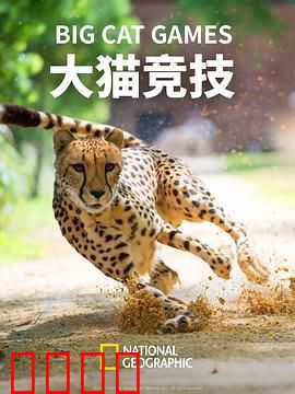 大猫竞技