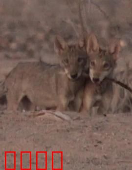 沙漠生存者：阿拉伯狼