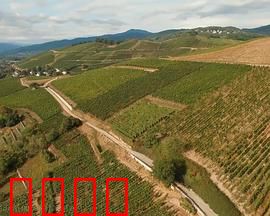 法国葡萄酒大师