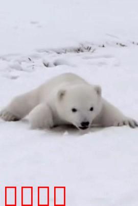 北极熊宝宝